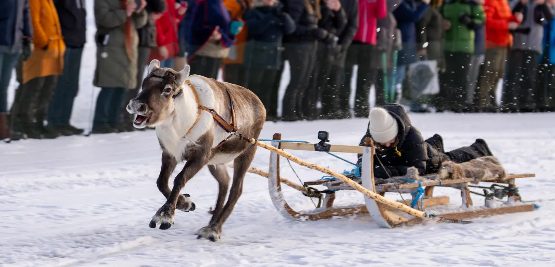 Renrace på Jokkmokks marknad