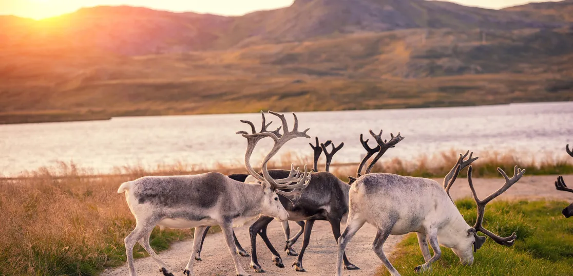 Renar på väg i Lappland