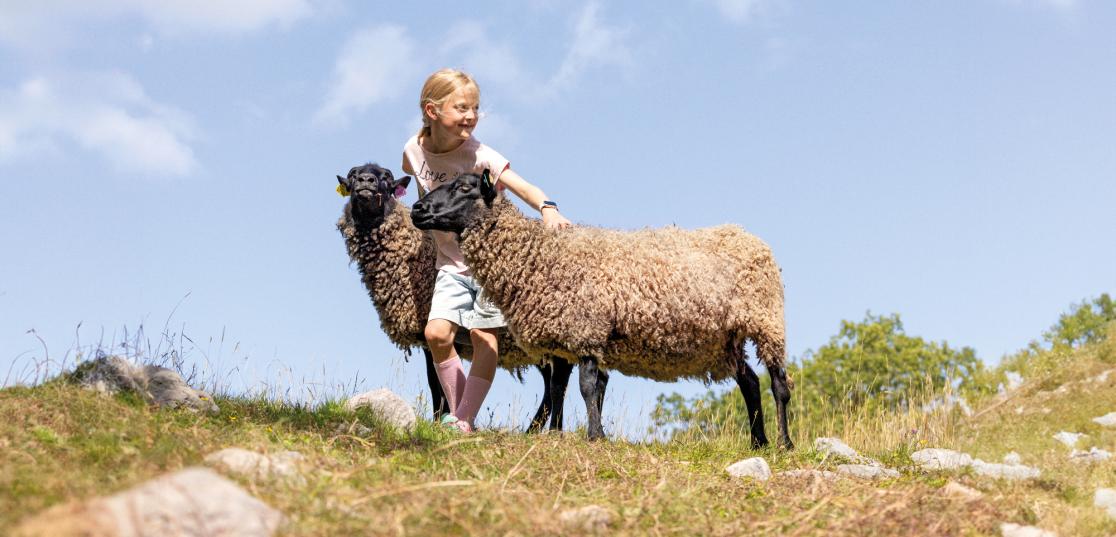 Flicka med får på Öland