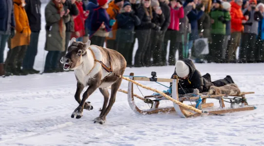 Renrace på Jokkmokks marknad