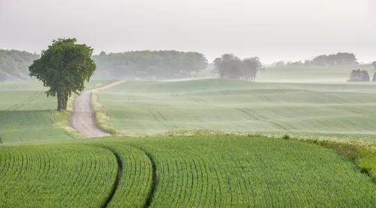 Åker i Bjäresjö, Skåne