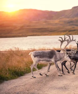 Renar på väg i Lappland