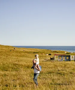 Familj går strandäng med kossor.