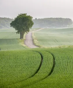 Åker i Bjäresjö, Skåne