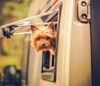 Hund i husvagn på campingplats i Sverige.