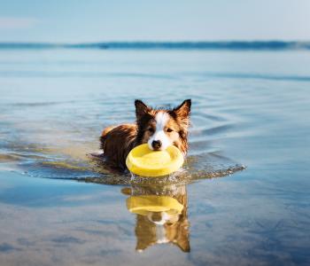 Hund som badar i sjö vid campingplats