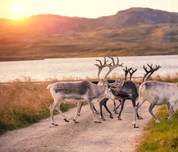 Renar på väg i Lappland