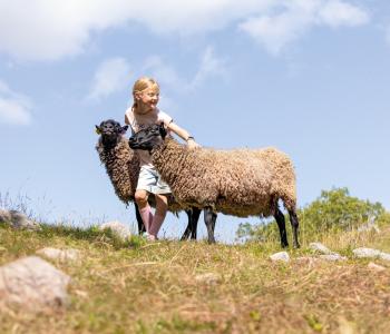 Flicka med får på Öland