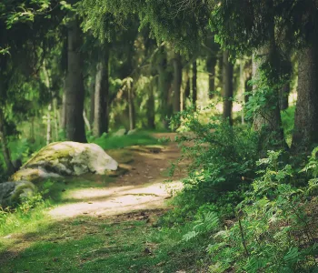 Vandringsled nära campingplats i Sverige