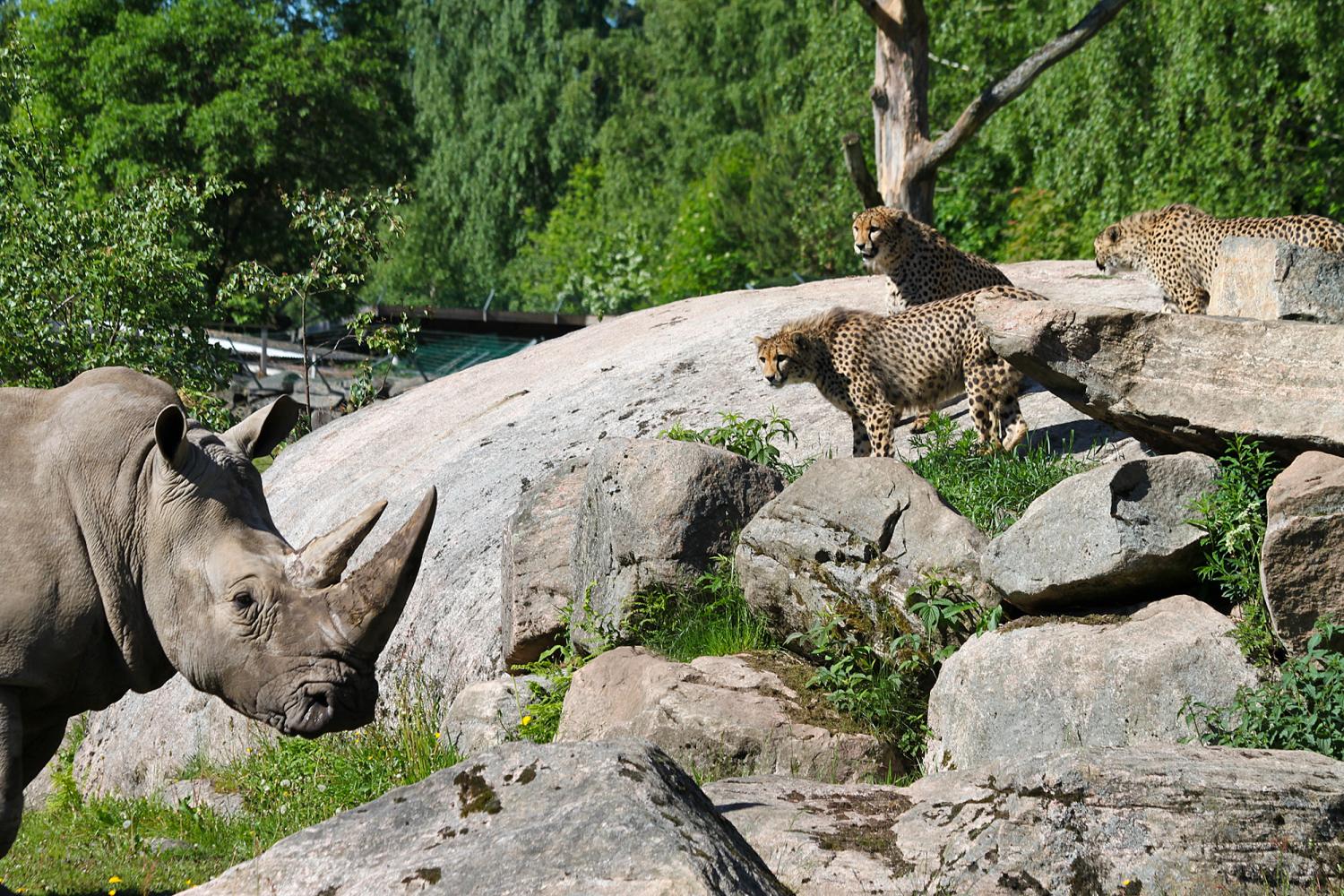 Noshörning och leoparder på Borås Djurparks savann