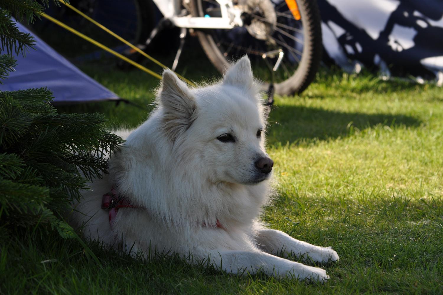 Hund på Haverdals Camping
