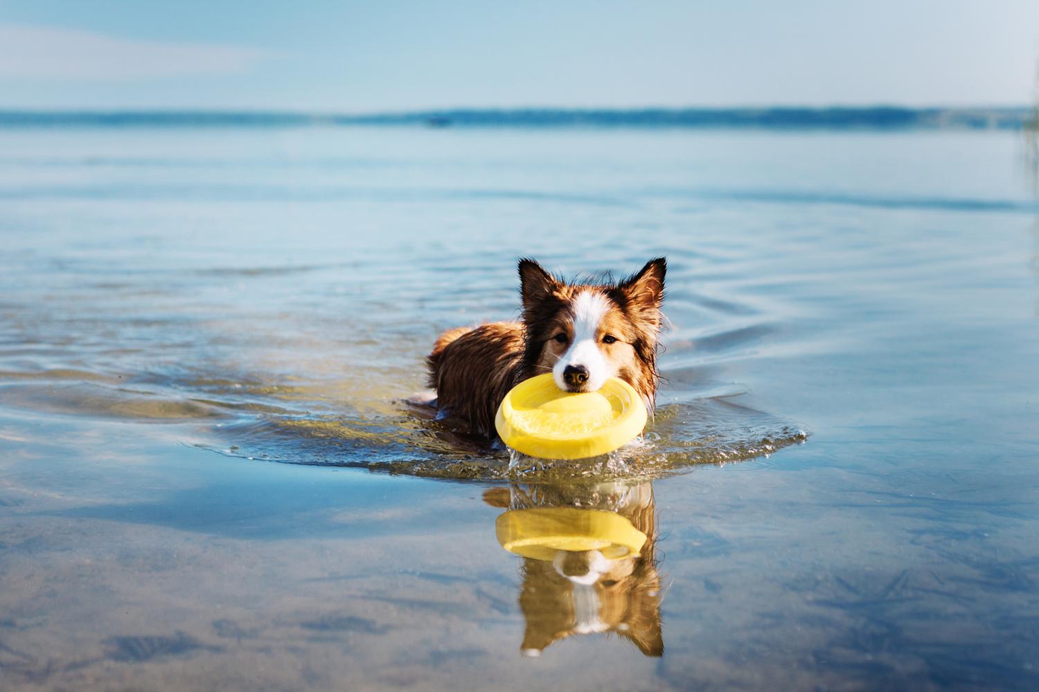 Hund som badar i sjö vid campingplats