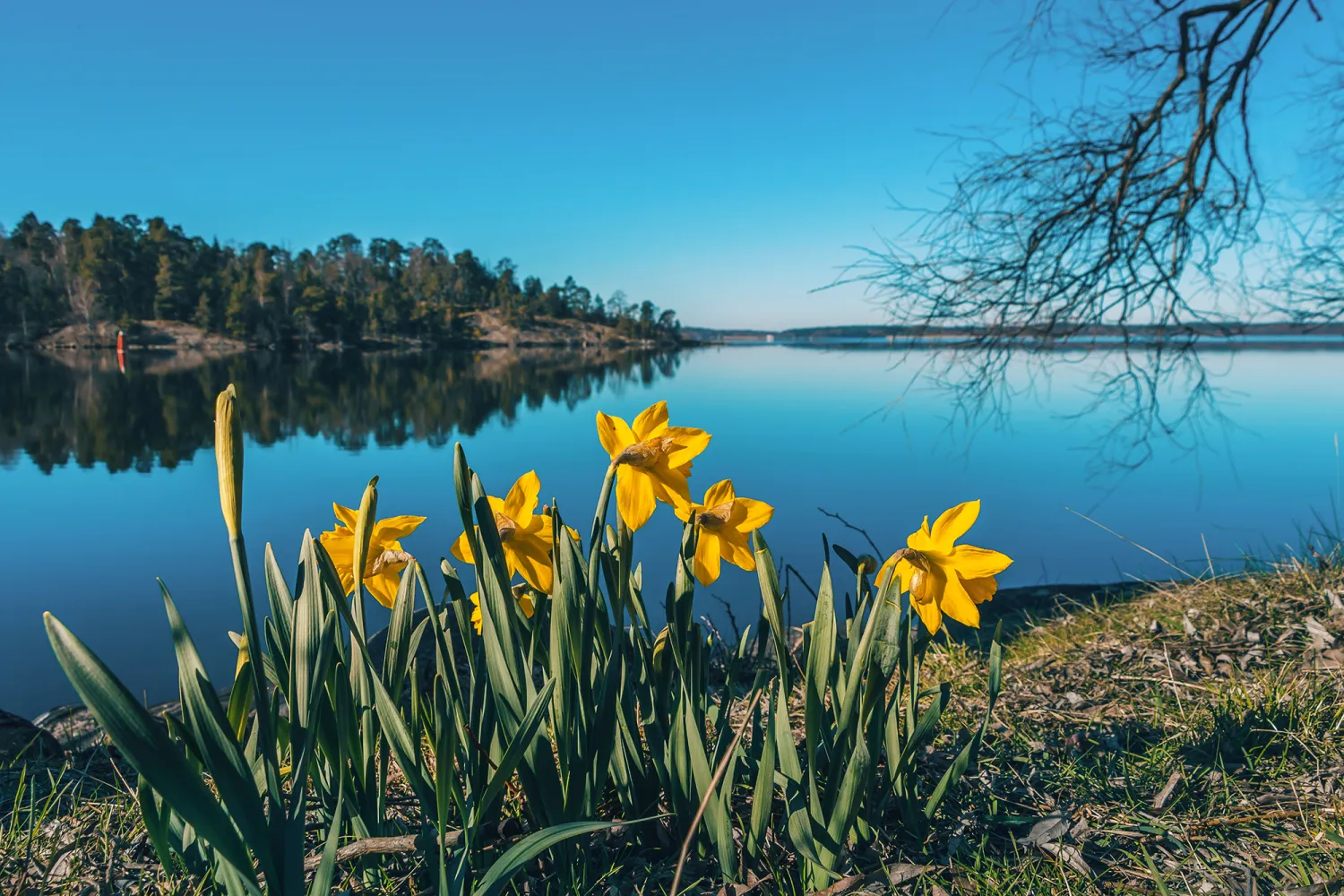Påskliljor vid vattnet