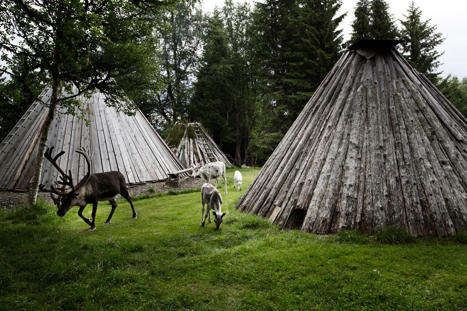 Njarka Sami camp is situated on a peninsular in Lake Häggsjön, Jämtland