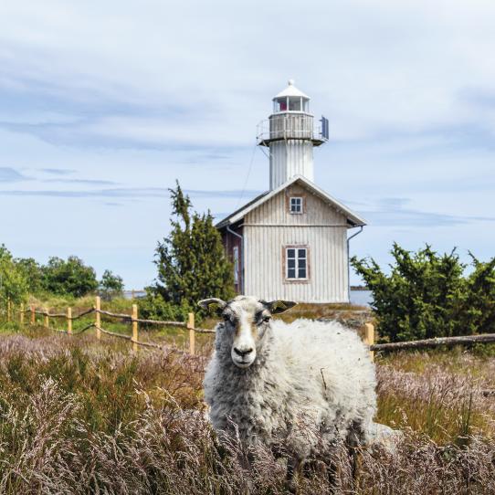 Ett får som tittar in i kameran från en ljungblommande äng. En fyr syns i bakgrunden.