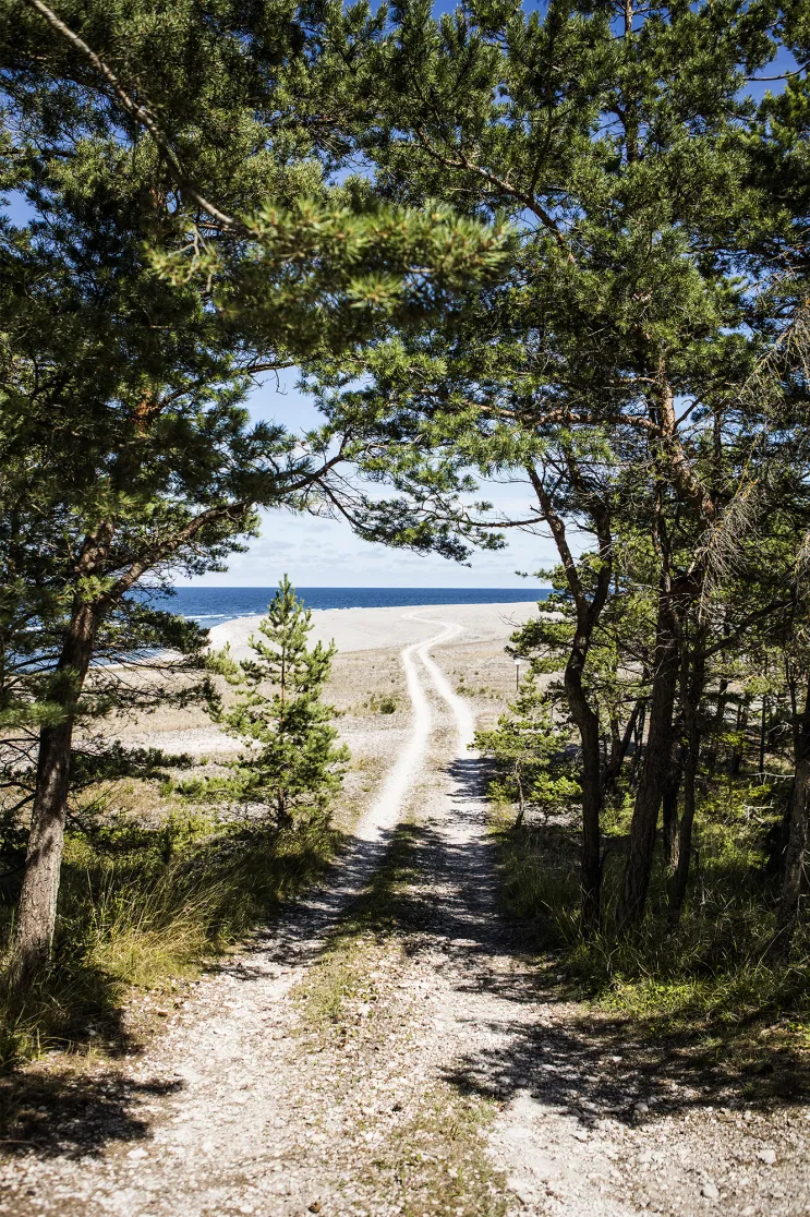 Grusväg genom en dunge barrträd sträcker sig mot havet.