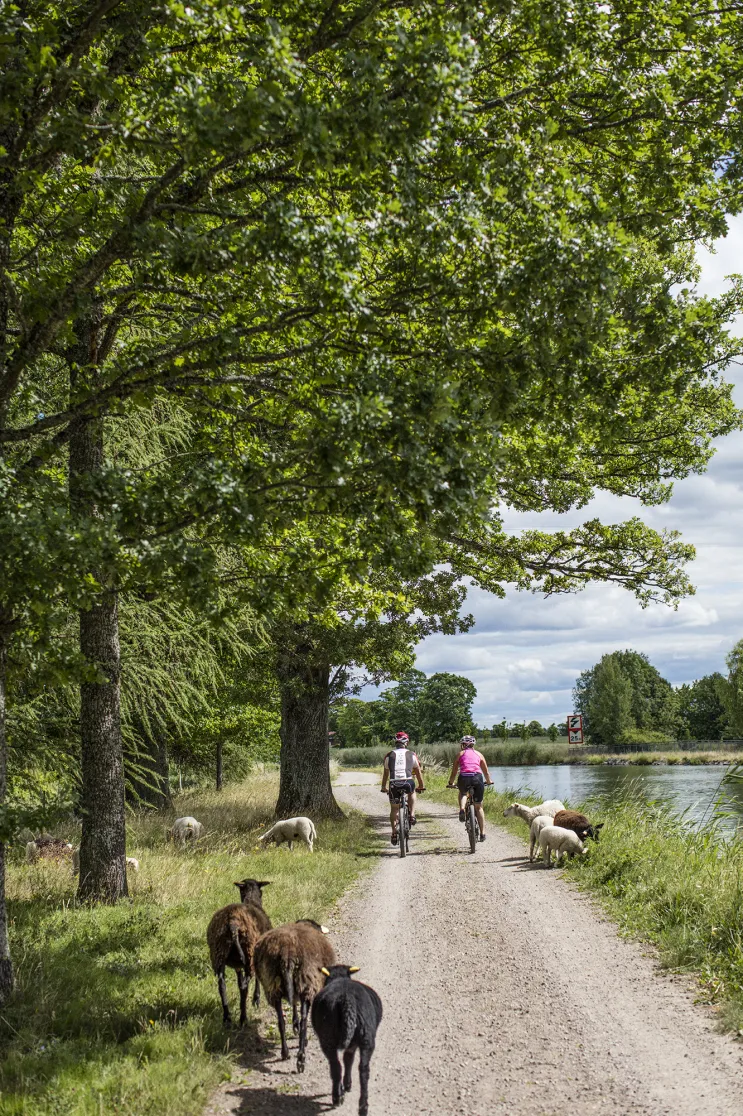 Grusväg längs Göta kanal. Två cyklister och får rör sig på vägen.