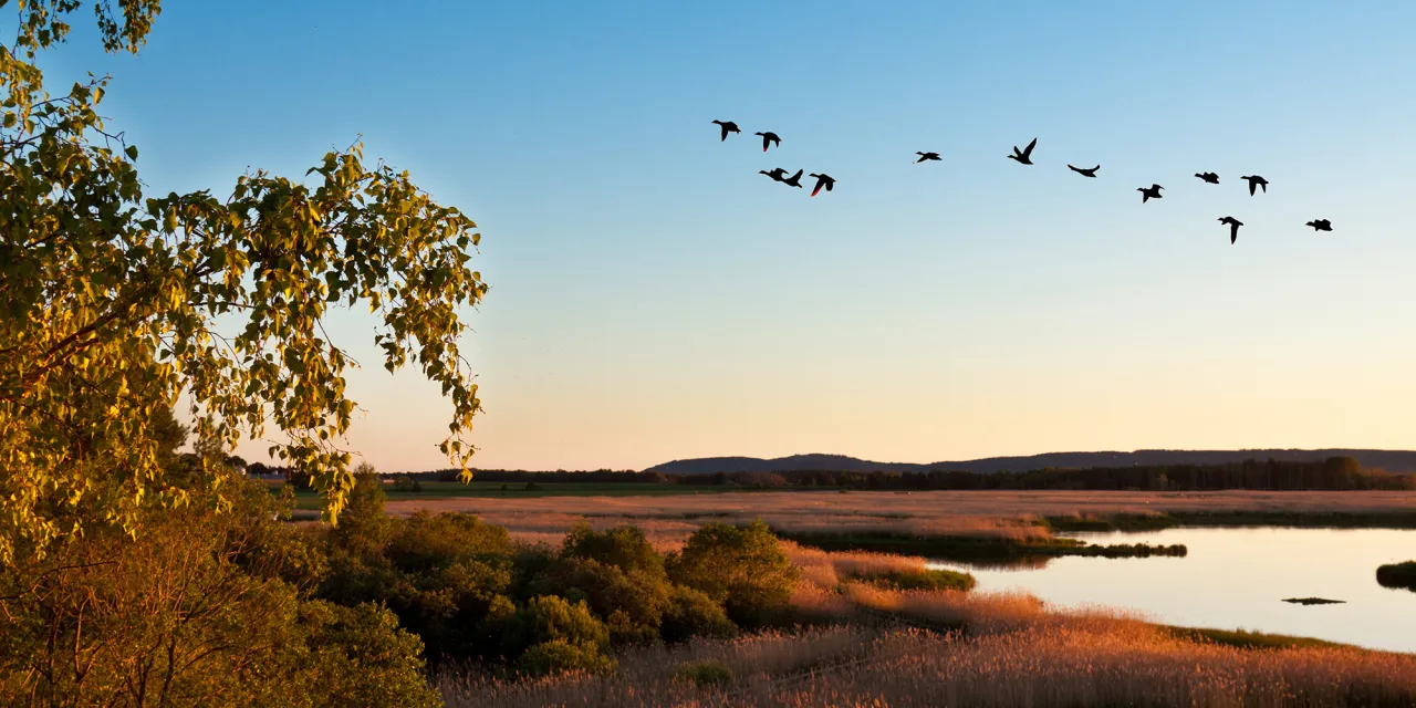 Fåglar flyger över en sjö i solnedgången