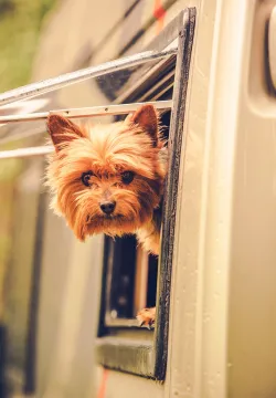 Hund i husvagn på campingplats i Sverige.